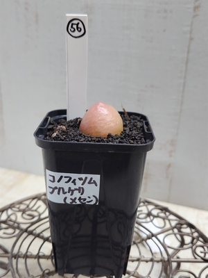 コノフィツム　ブルゲリ(メセン)【現品56】