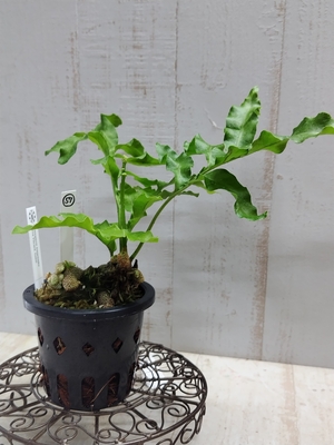レカノプテリス・ロマリオイデス Nueva Vizcaya,Luzon【現品57】　