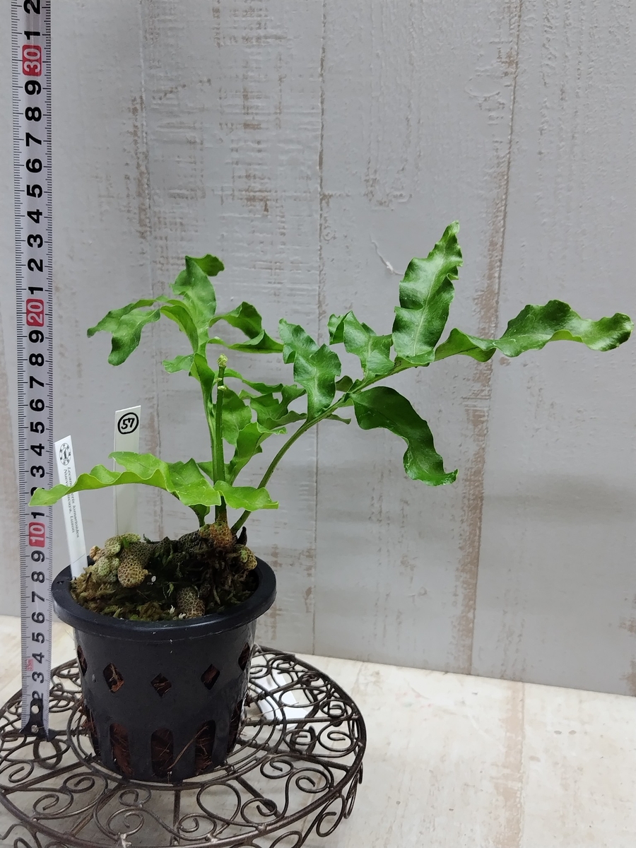 レカノプテリス・ロマリオイデス Nueva Vizcaya,Luzon【現品57