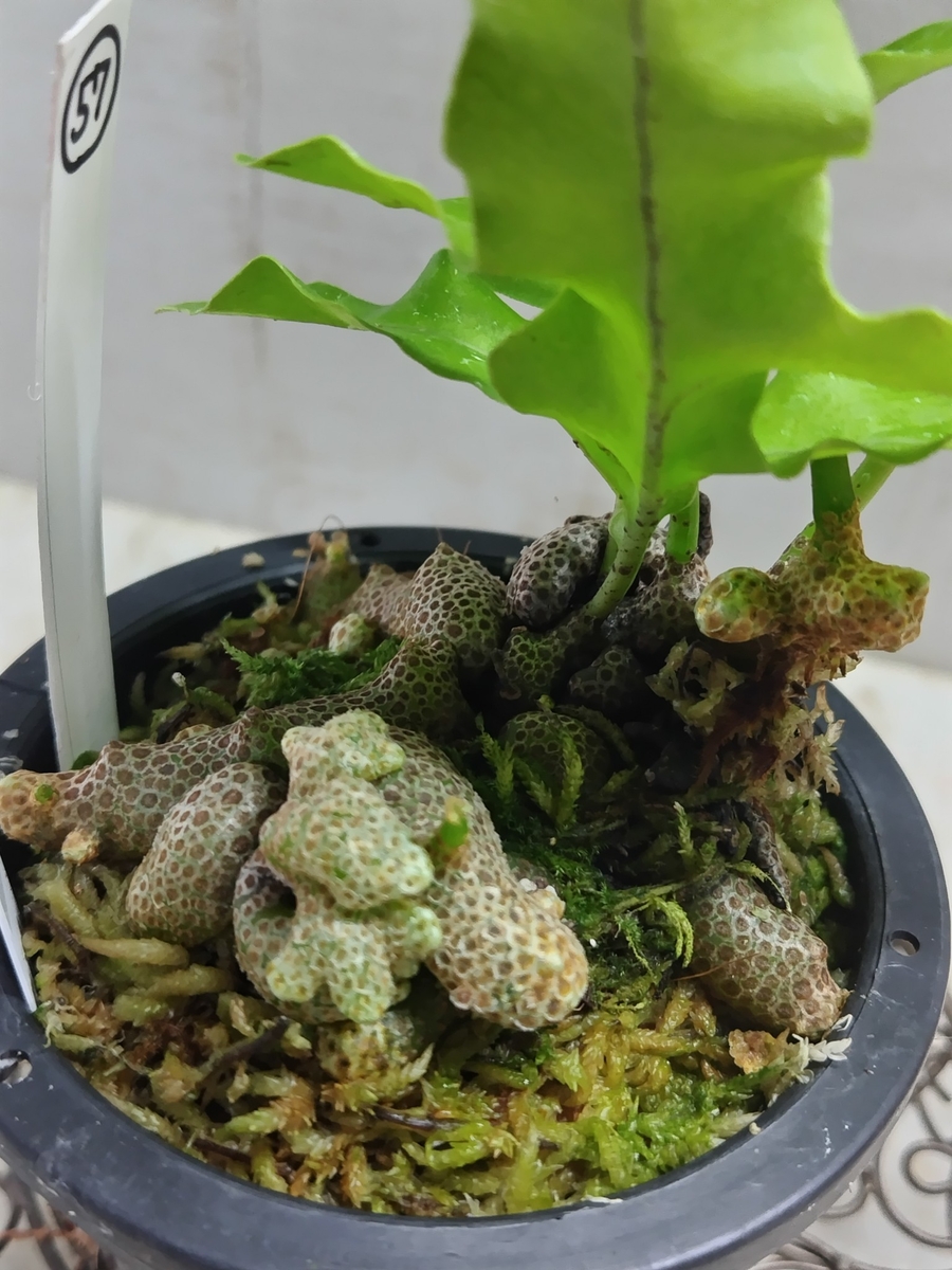 レカノプテリス・ロマリオイデス Nueva Vizcaya,Luzon【現品57
