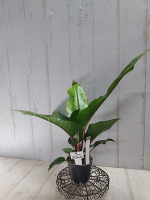 ビカクシダ ウィンキー・バリ 【現品】 | グリーンホビー