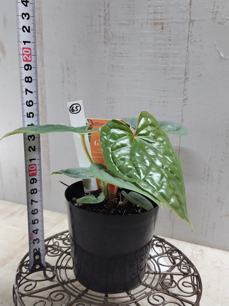 アンスリウム ルクスリアンス 【現品65】 | グリーンホビー