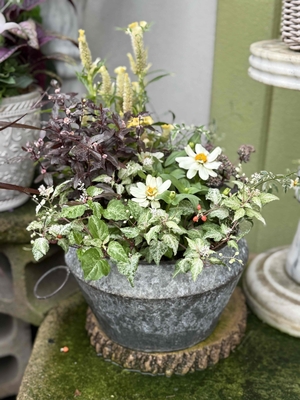 秋の寄せ植え　B