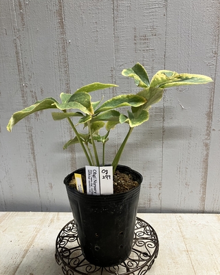 大木さん最新交配苗   蜃気楼dd &times;小輪蜃気楼dd 【Og297】オーレア葉