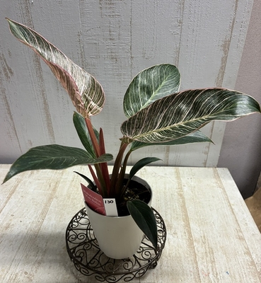 フィロデンドロン　ピンクバーキン【現品130】
