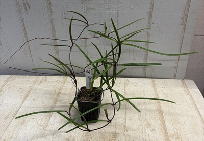 ホヤ　インスラリス ベラウ イースト ボルネオ【現品136】