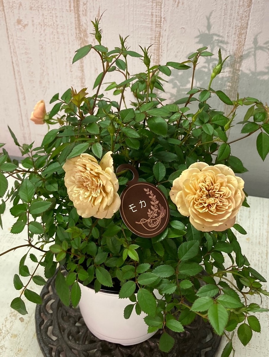 ミニバラ モカ グリーンホビー