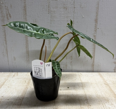 フィロデンドロン　ビレッティア【現品175】