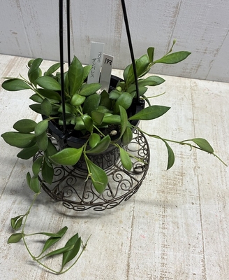 ホヤ ザンバレス【現品193 】