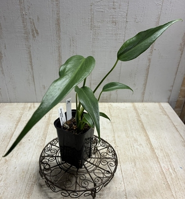 ビカクシダ　ウィリンキー　バリ　(大型) ビカクシダ ウィンキー・バリ 【現品】 | グリーンホビー
