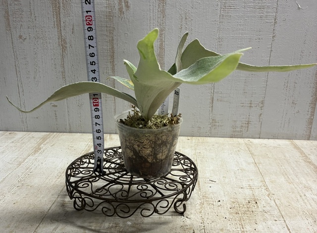 ビカクシダ ウィリンキー ペドロタツタ【現品200】 | グリーンホビー