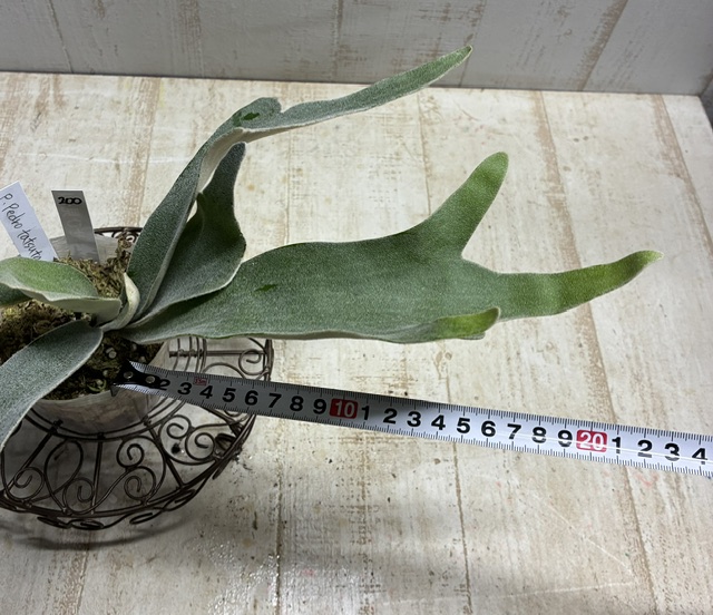 ビカクシダ ウィリンキー ペドロタツタ【現品200】 | グリーンホビー