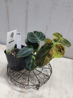 フィロデンドロン　メラノクリサム　斑入り【現品238】
