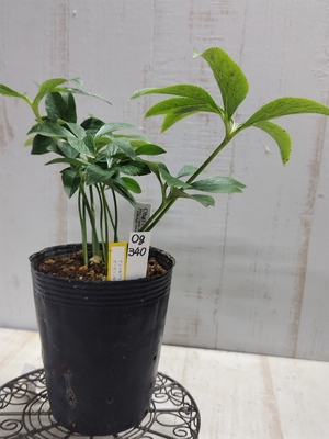 大木さん最新交配苗　デュメ系グラデdd &times; ポーセリンsd【og340】