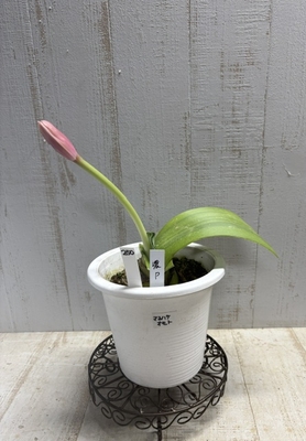 【斑入り】マユハケオモト　ピンク花　【現品250】