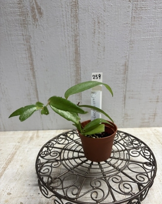 B.jussiaeicarpa 2寸　【現品259】