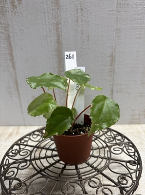 B.letouzeyi 2寸　【現品261】