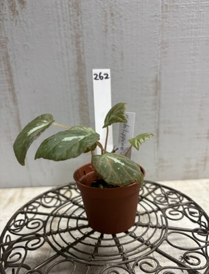 B.philippine sp 2寸　【現品262】