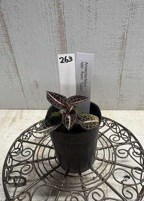 ジュエルオーキッド　Anoectochilus spp.from &ldquo;Laos&rdquo; 2寸　【現品263】