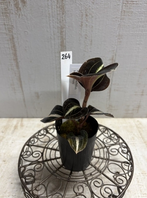 ジュエルオーキッド　Anoectochilus siamensis 2寸　【現品264】