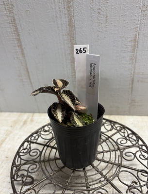 ジュエルオーキッド　Anoectochilus lobbianus red 2寸　【現品265】