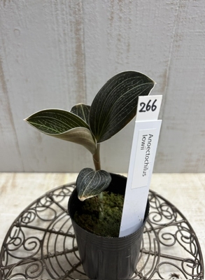 ジュエルオーキッド　Anoectochilus lowii 2寸　【現品266】