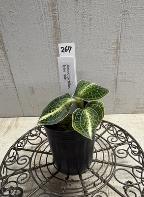 ジュエルオーキッド　Anoectochilus lylei mint 2寸　【現品267】