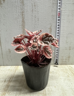 ビカクシダ ウィンキー・バリ 【現品】 | グリーンホビー