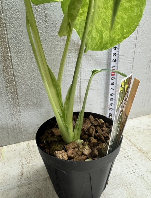 モンステラ バルバソー 斑入り【現品281】3寸 | グリーンホビー