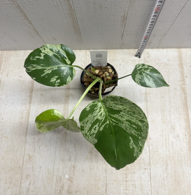 モンステラ バルバソー 斑入り【現品283】3寸 | グリーンホビー