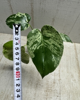 モンステラ　バルバソー　斑入り【現品283】3寸