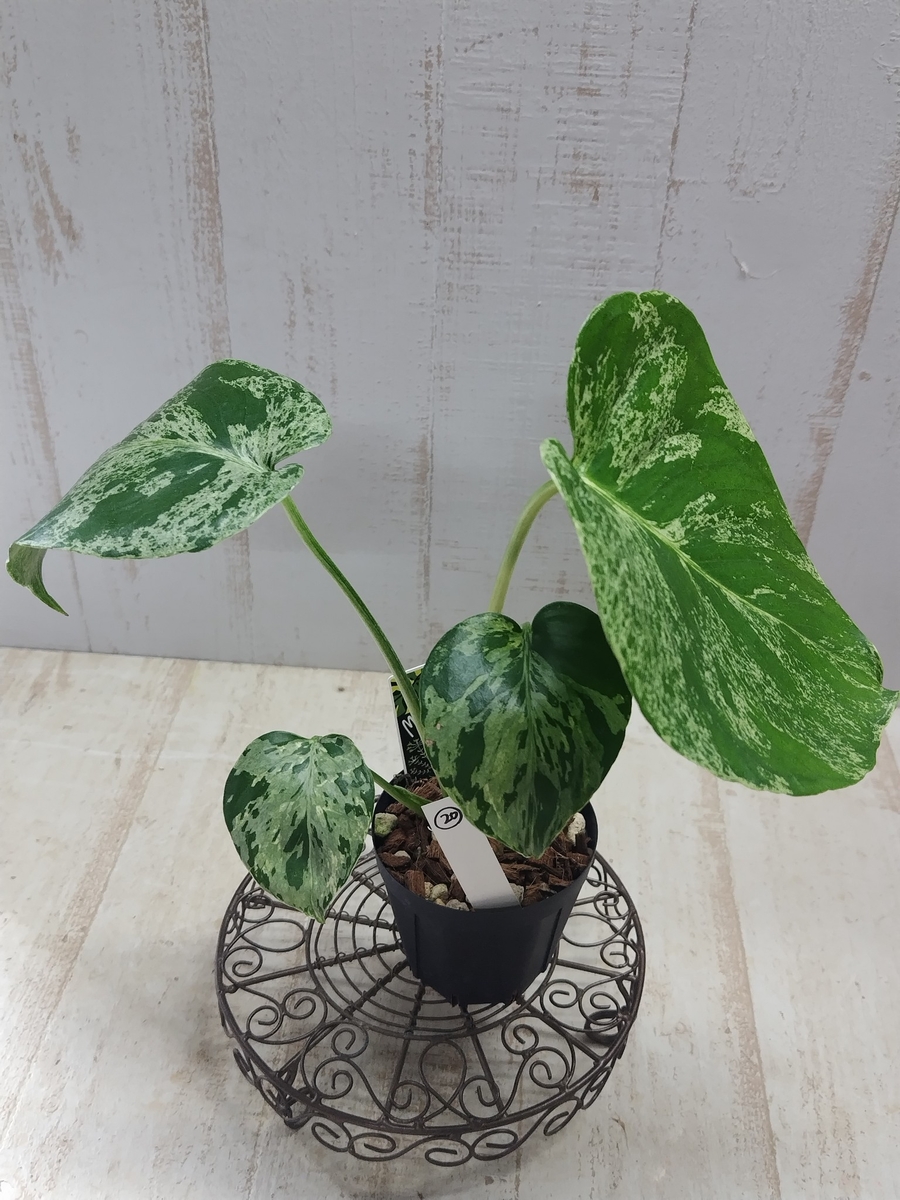 モンステラ バルバソー 斑入り【現品20】 | グリーンホビー