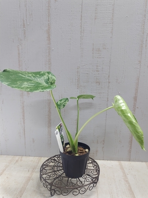 モンステラ　バルバソー　斑入り【現品21】
