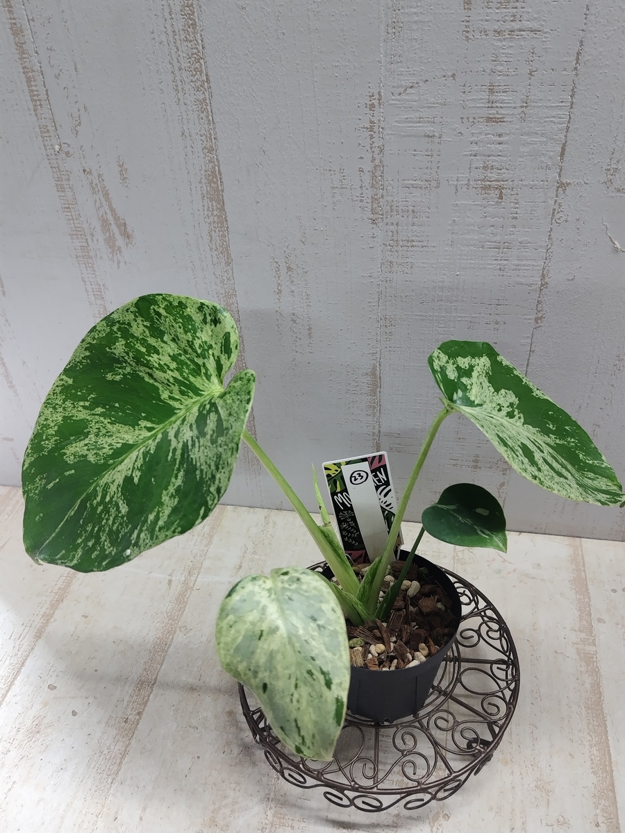 モンステラ バルバソー 斑入り【現品23】 | グリーンホビー