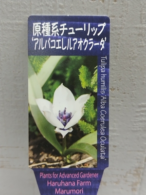 原種系チューリップ　アルバコエレルアオクラータ　《球根》2球入り