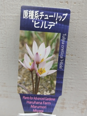 原種系チューリップ　ヒルデ　《球根》3球入り