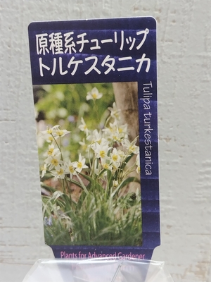 原種系チューリップ　トルケスタニカ　《球根》３球入り