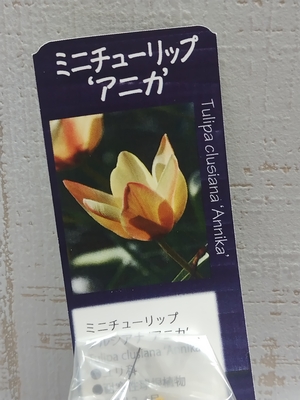 ミニチューリップ　アニカ　《球根》3球入り