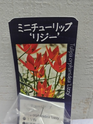 ミニチューリップ　リジー《球根》　3球入り