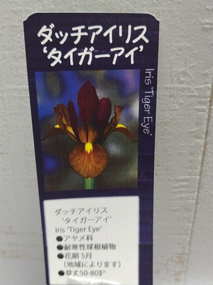 ダッチアイリス　タイガーアイ　《球根》2球入り