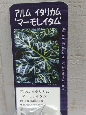 アルム　イタリカム　マーモレイタム《球根》　1球入り