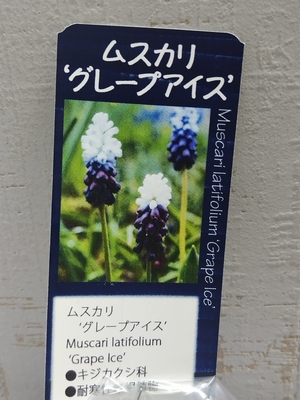 ムスカリ　グレープアイス　《球根》3球入り