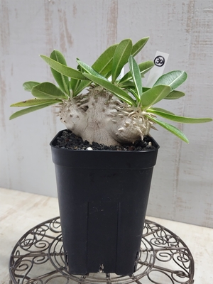 パキポディウム　エブレネウム【現品30】