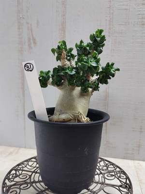 アデニウム　獅子葉アラビクム【現品31】
