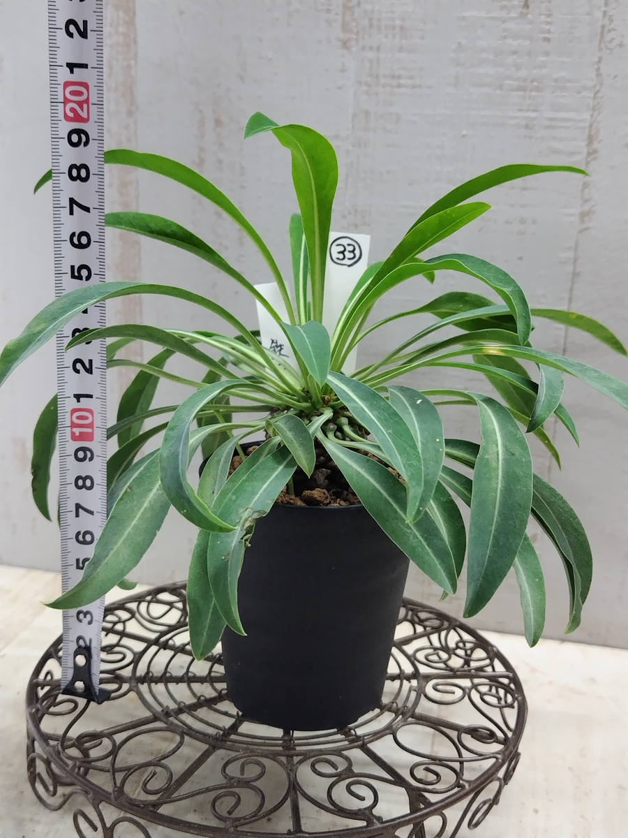 まん丸 ユーフォルビア 鉄甲丸 ユーフォルビア 鉄甲丸【現品33】 | グリーンホビー