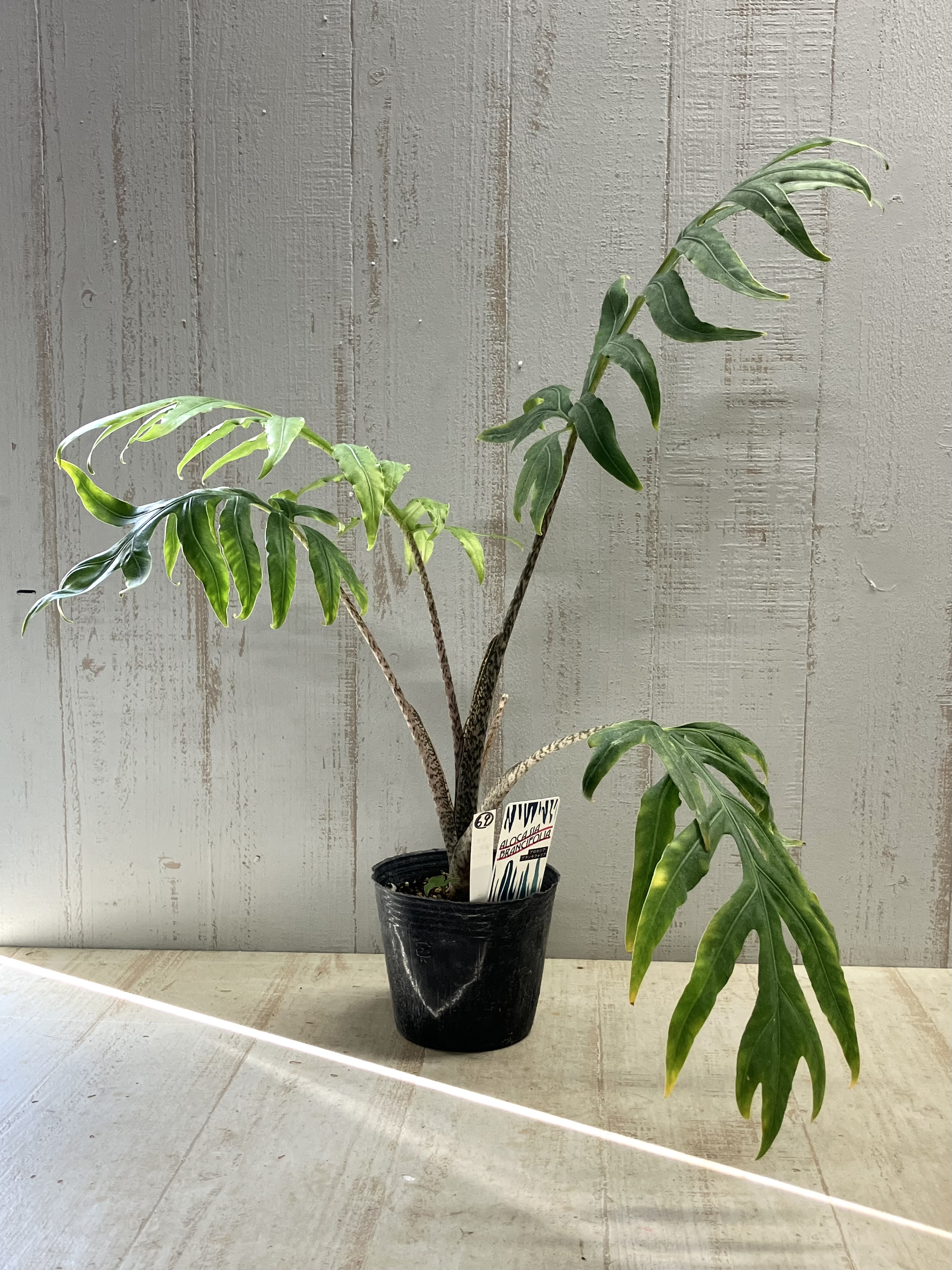 アロカシア ブランキフォリア【現品69】 | グリーンホビー