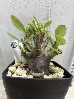 アデニウム　ブラックモンスター【現品85】
