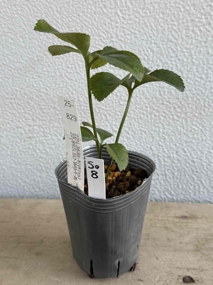 最新交配タグ苗）千寿咲き利休狙い　22-L36dd-利休（ss)&times; 22-892LSD-WG千寿【So8】25-829
