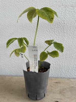最新交配タグ苗）内花弁にリップの乗る内利休のゴールドピコティ狙い  23-L230dd-内利休 &times;23-L267dd-Gピコ利休【So11】25-L435