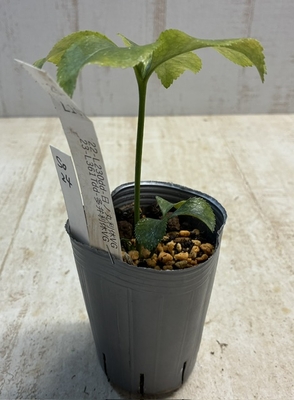 最新交配タグ苗）多弁日ノ丸利休狙い  22-L230dd-日ノ丸利休VG&times; 23-_361Tdd-多弁利休VG【So24】25- L107